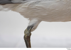 Leg Bird Animal photo references